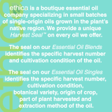 Rosemary Essential Oil, Rosmarinus Officinalis Aromatherapy