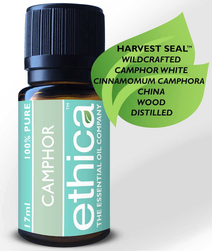 Camphor Essential Oil, Cinnamomum Camphora Aromatherapy