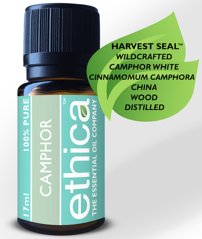 Camphor White Essential Oil | Wildcrafted, China, Single-Origin, 100% Authentic Cinnamomum Camphora