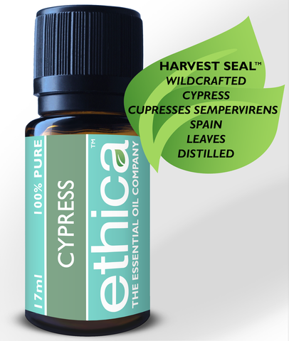 Cypress Essential Oil | Wildcrafted, Spain, Single-Origin, 100% Authentic Cupressus Sempervirens