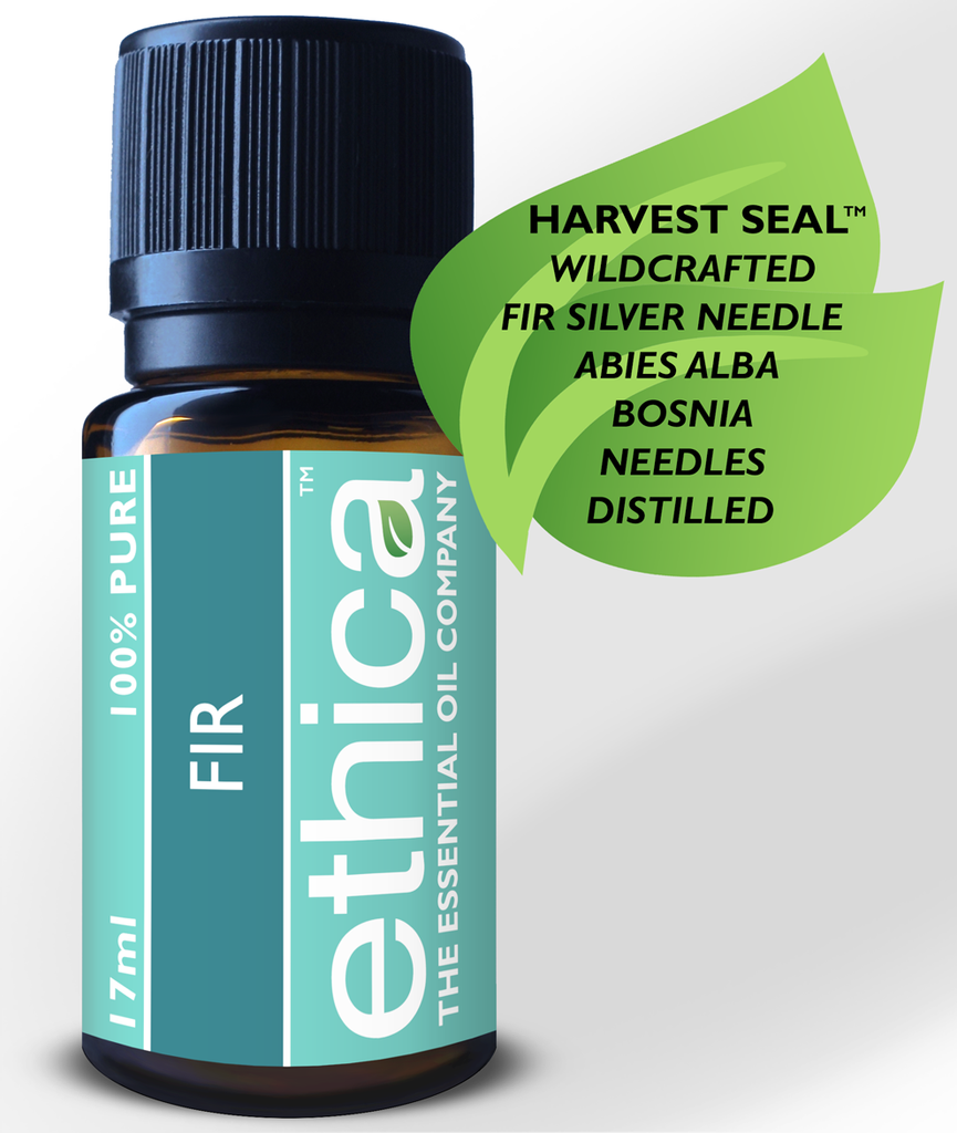 Silver Fir Needle Essential Oil, Abies Alba Aromatherapy