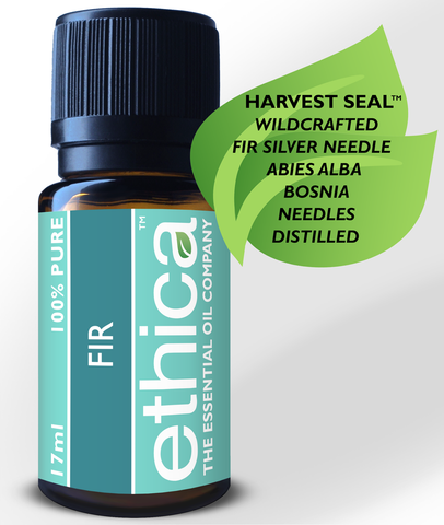 Fir Silver Needle Essential Oil | Wildcrafted, Bosnia, Single-Origin, 100% Authentic Abies Alba