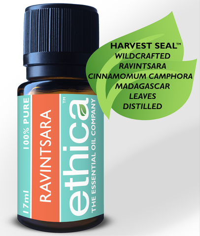 Ravintsara Essential Oil | Wildcrafted, Madagascar, Single-Origin, 100% Authentic Cinnamomum Camphora