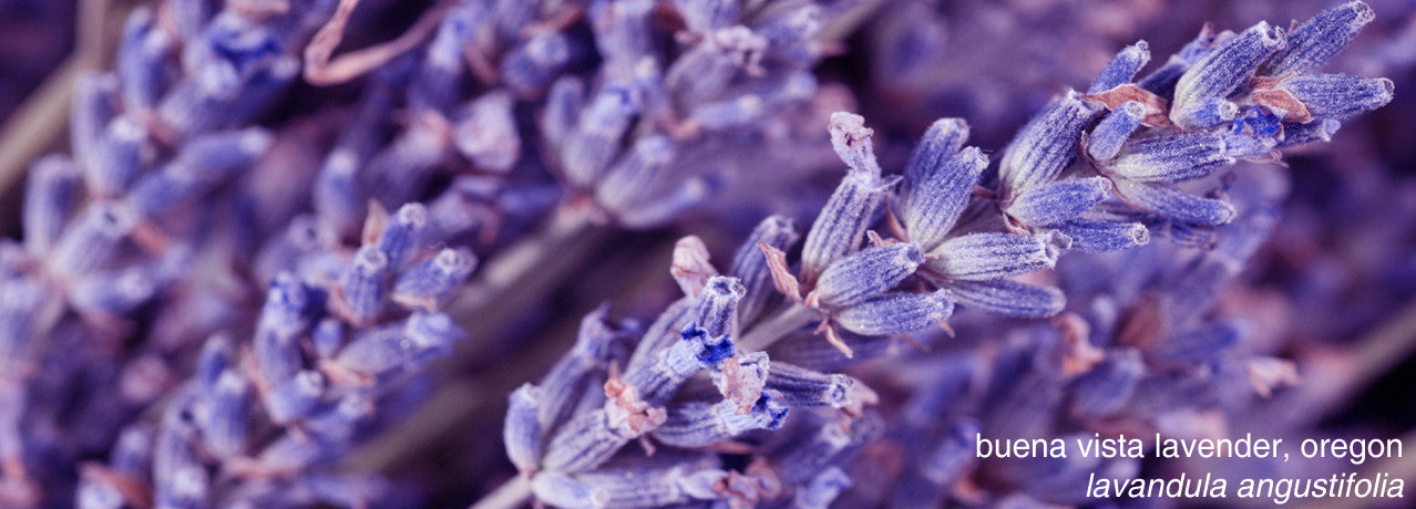 lavender essential oil