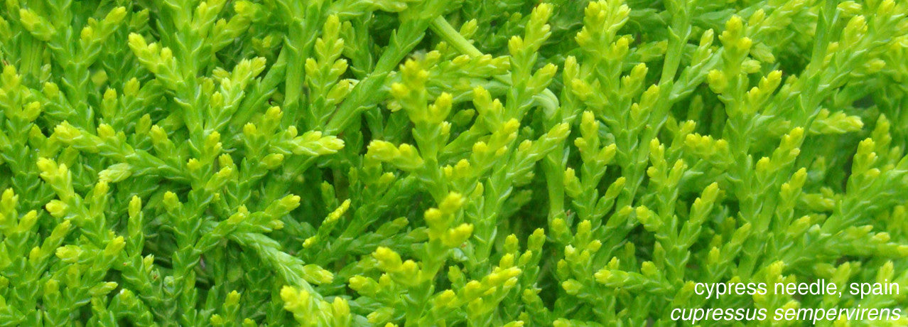 cypress essential oil