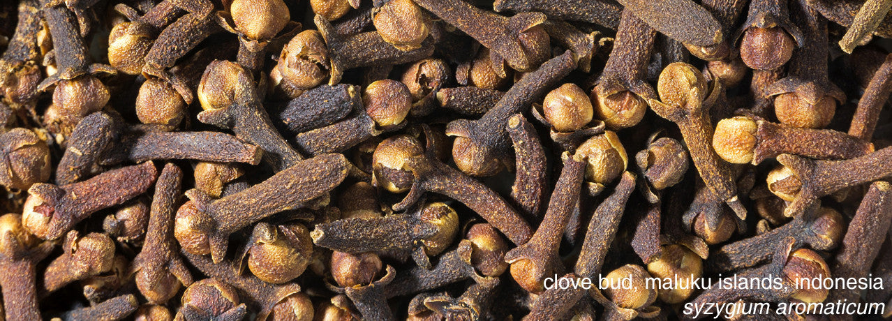 clove bud essential oil